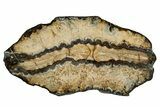 Mammoth Molar Slice With Case - South Carolina #335163-1